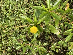 Ludwigia peploides