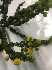 Acacia paradoxa
