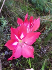 Gladiolus sempervirens