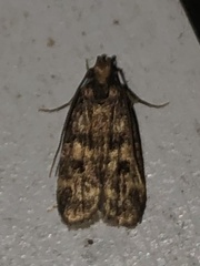 Martyringa latipennis