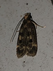 Martyringa latipennis