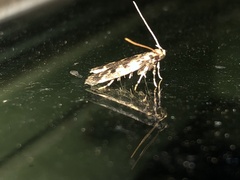 Martyringa latipennis