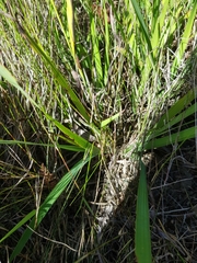 Gladiolus sempervirens