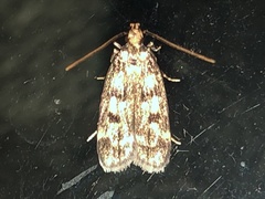 Martyringa latipennis