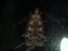 Martyringa latipennis