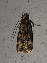 Martyringa latipennis