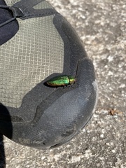 Buprestis adjecta
