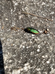Buprestis adjecta