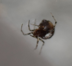 Theridiidae