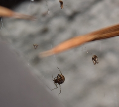 Theridiidae
