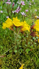 Erythranthe caespitosa