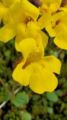 Erythranthe caespitosa