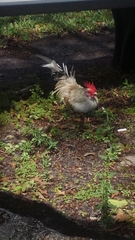 Gallus gallus domesticus