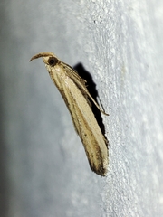 Hypsotropa unipunctella