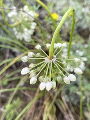 Allium stellerianum