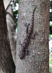 Hemidactylus flaviviridis