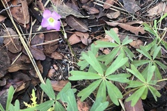 Oxalis decaphylla