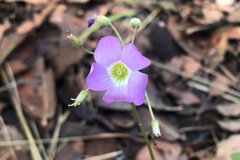 Oxalis decaphylla