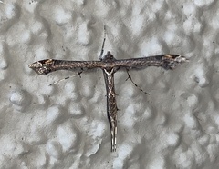 Anstenoptilia