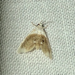 Lipocosmodes fuliginosalis