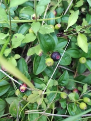 Melastoma dodecandrum