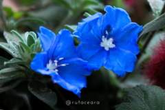 Evolvulus glomeratus