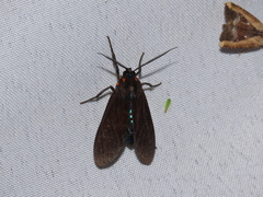 Aclytia ventralis