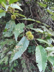 Castanea seguinii