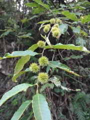 Castanea seguinii