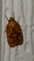 Agonopterix robiniella