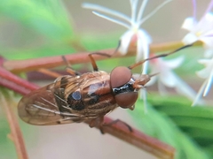 Copestylum chalybescens
