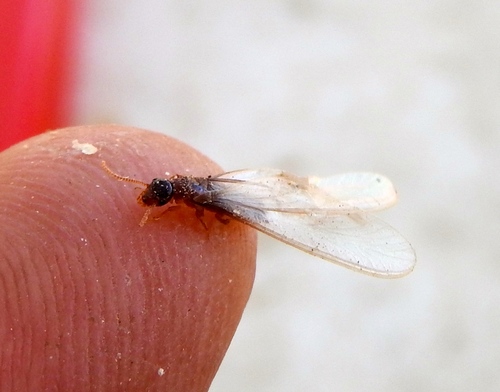 Asian subterranean termite photo 4
