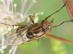 Copestylum chalybescens