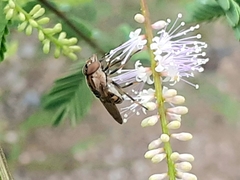 Copestylum chalybescens