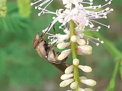Copestylum chalybescens