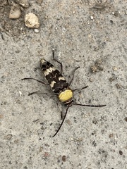 Megacyllene antennata