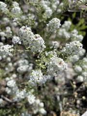 Lepidium thurberi
