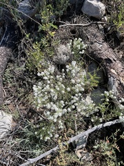 Lepidium thurberi