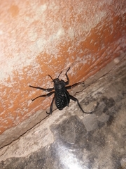 Philolithus aegrotus