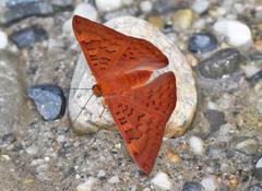 Emesis mandana