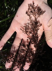 Odonthalia floccosa