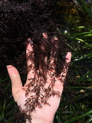Odonthalia floccosa