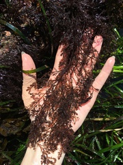 Odonthalia floccosa