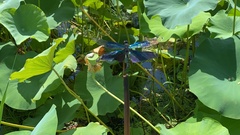 Rhyothemis fuliginosa