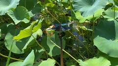 Rhyothemis fuliginosa