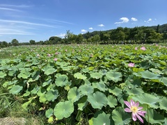 Rhyothemis fuliginosa
