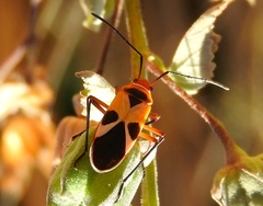 Dysdercus mimus