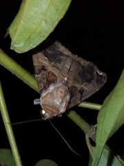 Calyptis