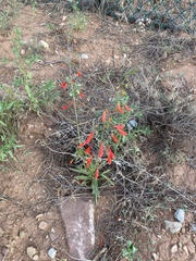 Penstemon barbatus