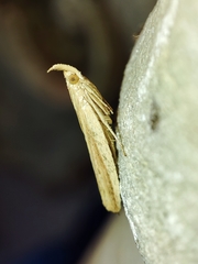 Hypsotropa unipunctella